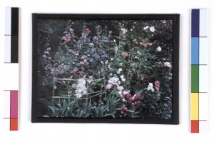Colour Photograph (Paget Process) of Part of a Flower Bed, by Sarah Angelina Acland, c.1915 Inv.18849.