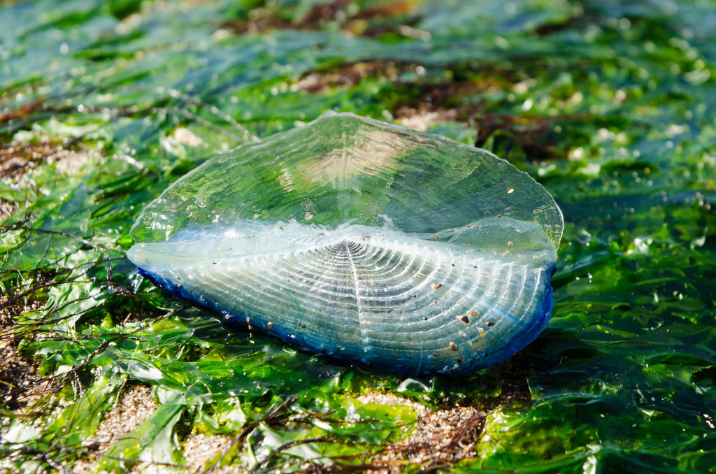 Have you seen a Velella? They look like this. Photo credit: Velella velella by Daniel Neal (License)