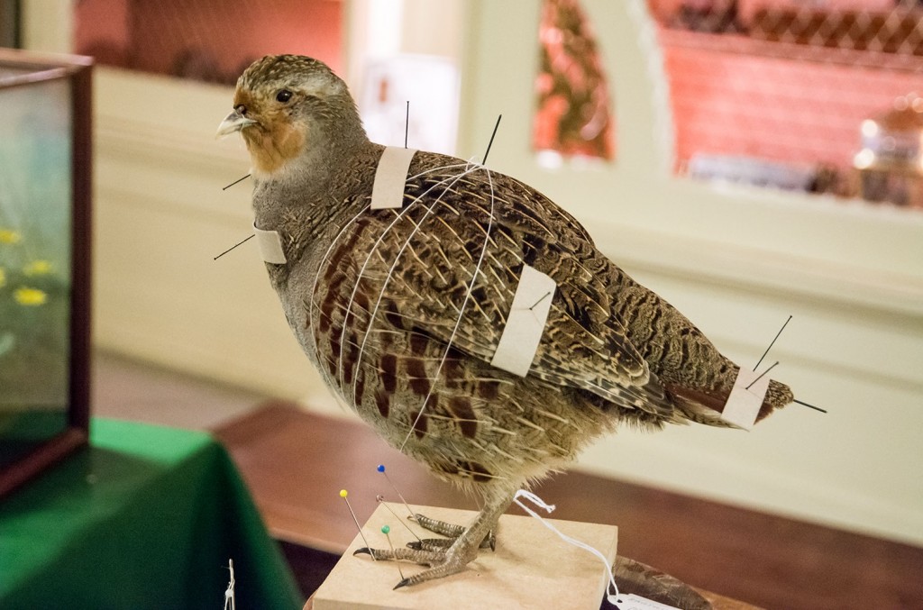 Art and Science of Taxidermy