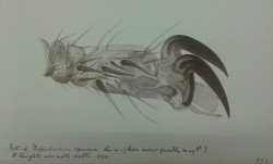 ForestFly