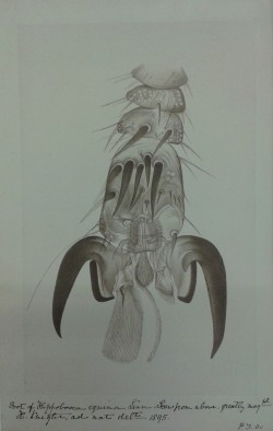 ForestFlyFoot